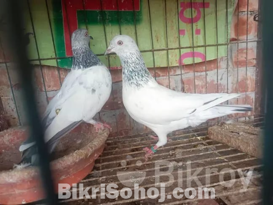 ভালো জাতের গিরিবাজ কবুতর